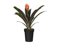 GROW by OBI Guzmánia priemer kvetináča cca 12 cm Guzmania tala