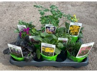 Letné trvalky mix, rôzne druhy, 1 ks, pr. kv. 10,5 cm