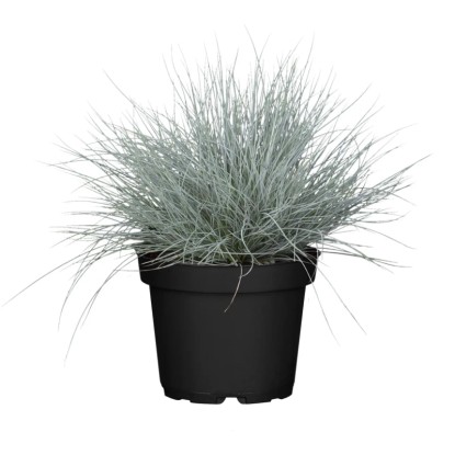 GROW by OBI Kostrava popolavá (Festuca Glauca) "Cool As Ice", pr. kv. 17 cm
