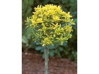 OBI Bršlen japonský 