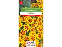 Semienka Aksamietnica rozložitá Pascal (Tagetes patula nana single)