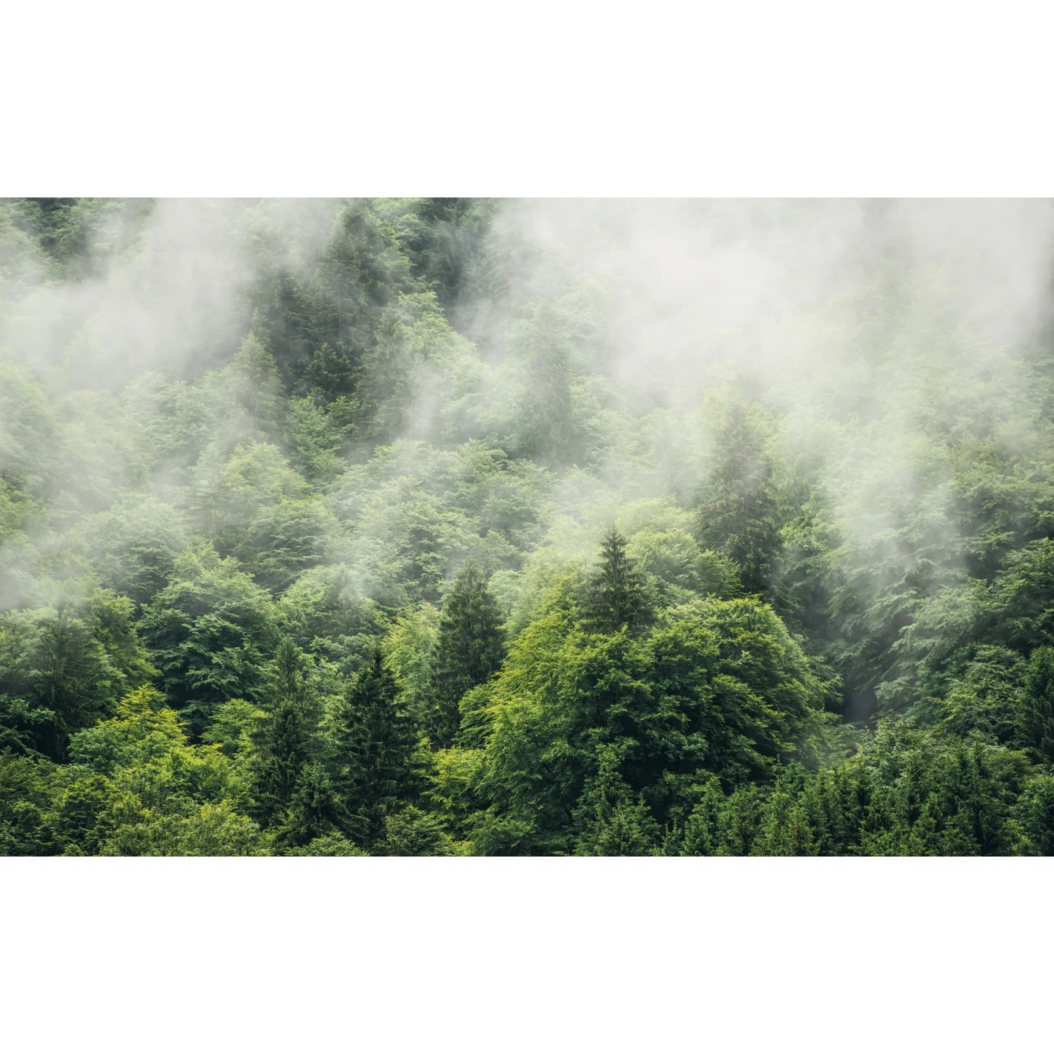 E-shop Komar Vliesová fototapeta Forest Land 400 x 250 cm