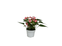 Túlitka Andréova (Anthurium andreanum) 