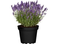 Levanduľa úzkolistá (Lavandula angustifolia) 