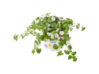 Bakopa (Bacopa Sutera), rôzne farby, pr. kv. cca 10,5 cm