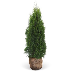 Smaragd Tuja set, 20 kusov, výška cca 180-200 cm, balené. Ideálne ako živý plot.