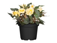 Landgard Begónia (Begonia Hybride) 