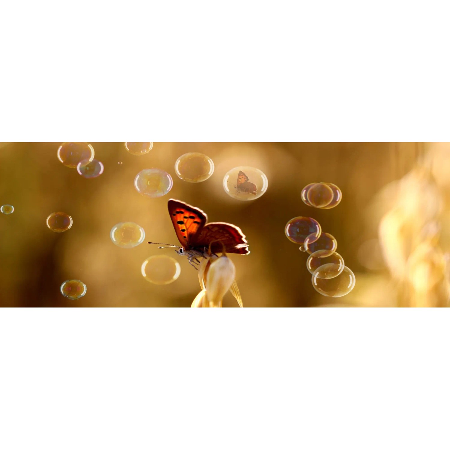 E-shop Bondecor Obraz, tlačené plátno CAGI Motýľ bubble 50 x 120 cm