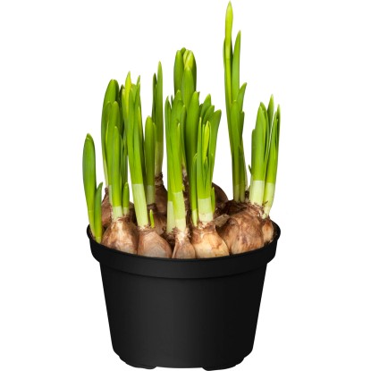 Narcis "Tete a Tete" žltý priemer kvetináča cca 16 cm Narcissus cyclamineus