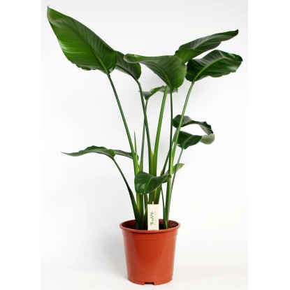 Strelícia (Strelitzia nicolai), výška 90-100 cm, pr. kvetináča 19 cm