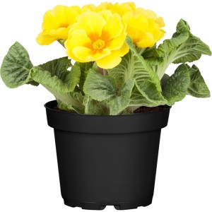 Žltá prvosienka jarná v kvetináči, farebná jarná rastlina od GROW by OBI.