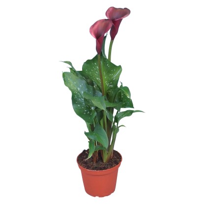 Izbová kornútovka "Zantedeschia", čierna, pr. cca 12 cm
