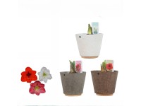 Hviezdnik (Hippeastrum hybride) v keram. kv. 