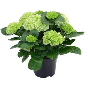 Hortenzia sedliacka biela v kvetináči, výška cca 45 cm. Okrasná záhradná hortenzia so zelenými kvetmi.