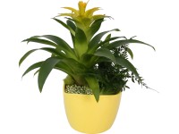 Aranžmán bromélie v žltej keramike priemer kvetináča cca 18 cm