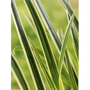 Detailný záber na japonskú ostricu Ice Dance (Carex morrowii) so zeleno-bielymi listami.