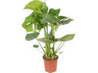 GROW by OBI Monstera skvelá (M. deliciosa) 