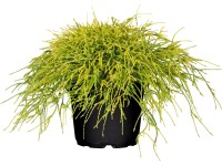 OBI Cypruštek hrachonosný Filifera Sungold, 10-20 cm, kvetináč cca 5 l