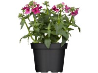 Nemézia priemer kvetináča cca 11 cm