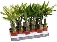 Dracéna priemer kvetináča cca 11 cm