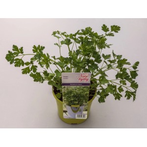 Čerstvá petržlen v kvetináči, aromatická kuchynská bylina pre vaše jedlá.