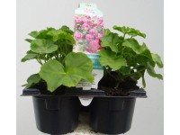 Pelagonium peltatum plnokveté