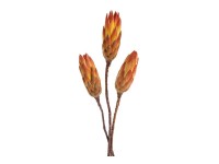 NOHEL GARDEN Sušená dekorácia PROTEA REPENS oranžová, 3 ks