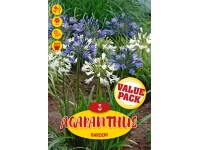 Royal De Ree Holland Kvetinové cibuľky Kalokvet 