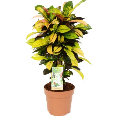 GROW by OBI Krotónovec ( Codiaeum) "Mrs. Iceton" výška cca 55-60 cm, pr. 17 cm