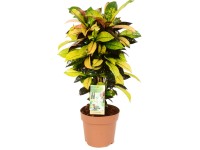 GROW by OBI Krotónovec ( Codiaeum) 