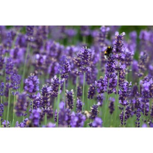 Kvitnúca levanduľa 'Hidcote Blue' v kvetináči, s čmeliakom na kvete.