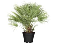 Landgard Žumara nízka (Chamaerops humilis) výška 100-120 cm, pr. 42 cm