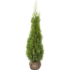 Smaragd Tuja (Thuja) sada, výška cca 100-120 cm, vhodný ako živý plot.