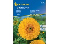 Kiepenkerl Slnečnica Gefüllter Zwerg