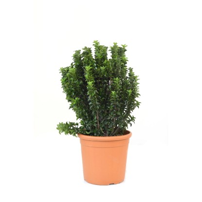 GROW by OBI Bršlen japonský "Benkomasaki Erecta", cca 25 cm, kv. cca 10 l
