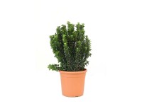 GROW by OBI Bršlen japonský 