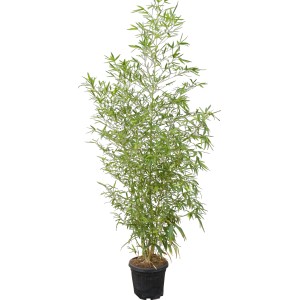 GROW by OBI Zlatý bambus v kvetináči, cca 26 cm Ø, vždyzelená ochrana súkromia.