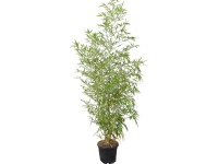 OBI Zlatý bambus priemer kvetináča cca 26 cm Phyllostachys