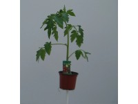 MONTANO Koktailová paradajka tyčková (Solanum lycopersicum) MONTANO Koktailová paradajka tyčková (Solanum lycopersicum)