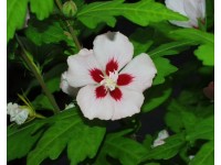 ARBOEKO Ibištek sýrsky (Hibiscus syriacus) mix barev K2,5 30-40