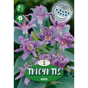 Kvitnúca Tricyrtis Hirta Purpur, tiež známa ako žabia ľalia, s fialovými kvetmi.