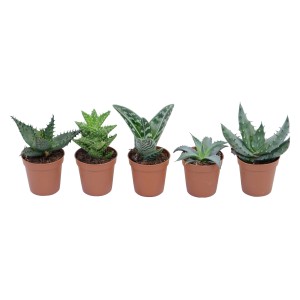 Rôzne mini sukulenty Aloe v kvetináčoch, cca 5,5 cm Ø.