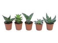 Mini aloa priemer kvetináča cca 5,5 cm