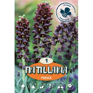 Cibuľka Fritillaria Persica, čiže Fritillár perzský, s tmavými kvetmi v tvare zvončekov.