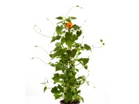 GROW by OBI Thunbergia krídlatá (Thunbergia alata) výška 40 cm