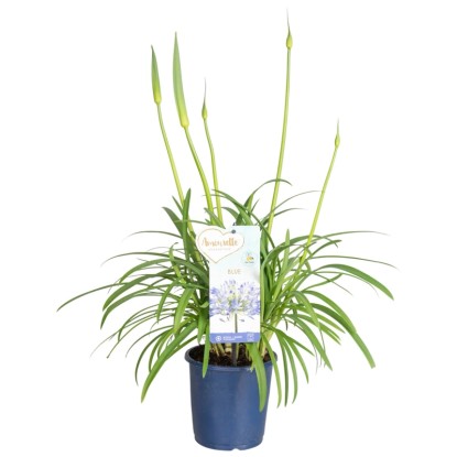 Kalokvet (Agapanthus) modrý cca pr. 14 cm