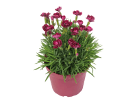 MONTANO Hvozdík (Dianthus) 