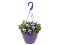 Violka rohatá (Viola cornuta) 