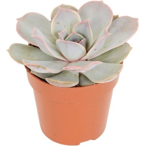 Sukulent 'Echeveria' v kvetináči, priemer cca 8 cm. Moderná izbová rastlina.