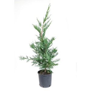 Zelený cypruš Leylandský (Cupressocyparis leylandii), cca 80 cm vysoký, v kvetináči.